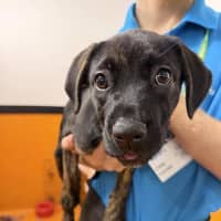 Photo of Skye