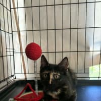 Photo of Whisper
