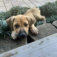 Photo of Violet