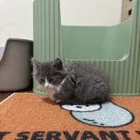 Photo of Sprinkles
