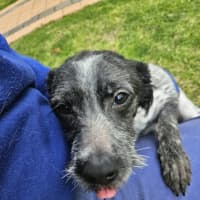 Photo of Pepper