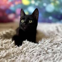 Photo of Vivienne (Located In Eltham North) 