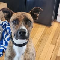 Photo of Nellie "Urgent Foster Carer Needed"