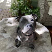 Photo of Bonnie
