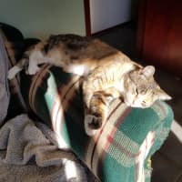 Photo of Paxton 