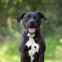 Photo of Bronson