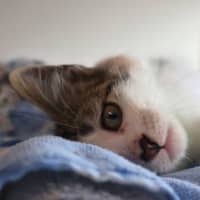 Photo of Sammy