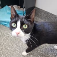 Photo of Madam Delacroix And Lady Danbury