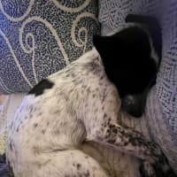 Photo of Missy   1 Year Old Cattle Dog X