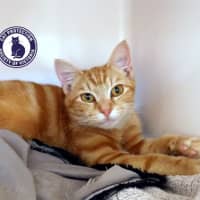 Photo of Garfield  Stk012851