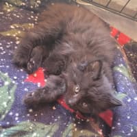 Photo of 💕 Ross Gellar 💕