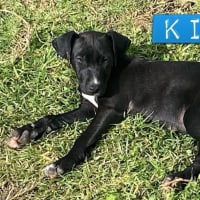 Photo of Kirby   8 Month Old, Male, Mixed Breed Puppy