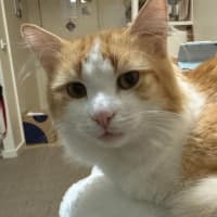 Photo of Baloo