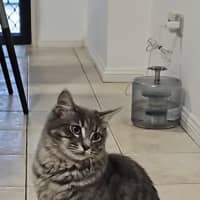 Photo of Floofball