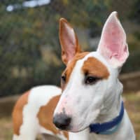 Photo of Penny