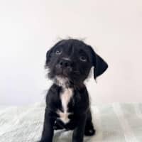 Photo of Sisko