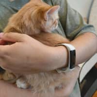 Photo of Gazza The Lion