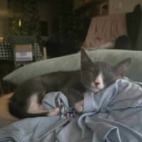 Photo of Kale   Located In Northcote