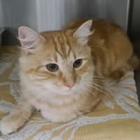 Photo of Wren