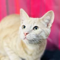 Photo of Jack (Located In Preston) 