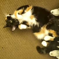 Photo of Gilly Bunny