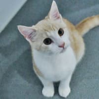 Photo of Bustopher Jones