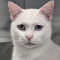 Photo of Cakey