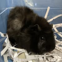 Photo of Midnight