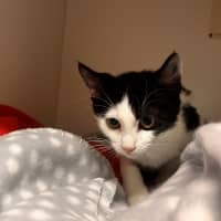 Photo of Ambrosia