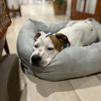 Photo of Smidge   18 Month Old Staffy X