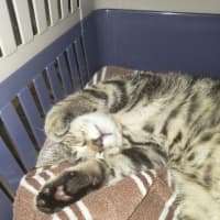 Photo of Brioche