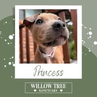 Photo of Princess