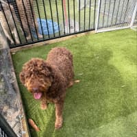 Photo of Truffles
