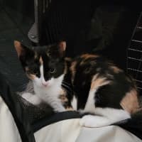 Photo of Nova