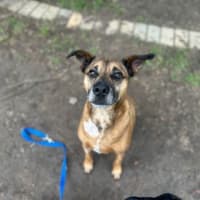 Photo of Buddy