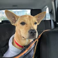 Photo of Kootenai   1 Year Old Kelpie X (On Trial)