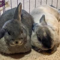 Photo of Pebble And Rocky