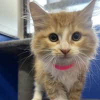 Photo of Ginger