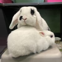 Photo of Beethoven (Bonded To Domino)