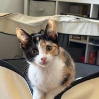 Photo of Pixie