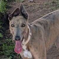 Photo of Sesame The Greyhound