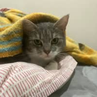 Photo of Anakin