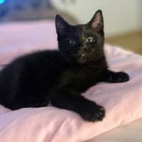 Photo of Ozzy