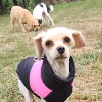 Photo of Hazel
