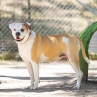 Photo of Peaches