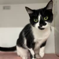 Photo of Kitty Purry