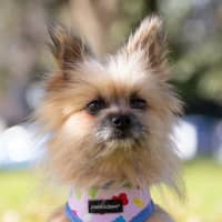 Photo of Jinx Everhart