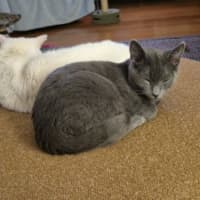 Photo of Blue