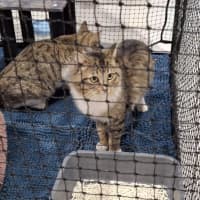 Photo of Sebastian * 9 Lives Project Rescue*