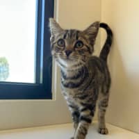 Photo of Zodiac Bunch